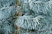Frost covered Pine tree needles