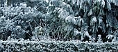 Frost covered conifer trees