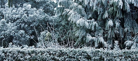 Frost_covered_conifer_trees