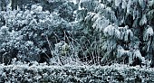 Frost covered conifer trees