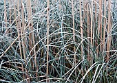 Winter frost covered ornamental grass