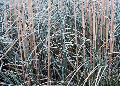 Winter_frost_covered_ornamental_grass