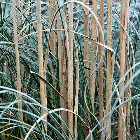 Winter_frost_covered_ornamental_grass
