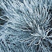 Winter frost covered Conifer