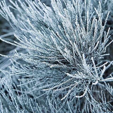 Winter_frost_covered_Conifer