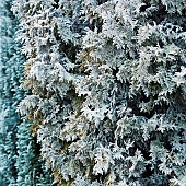 Winter frost covered Coniferous trees