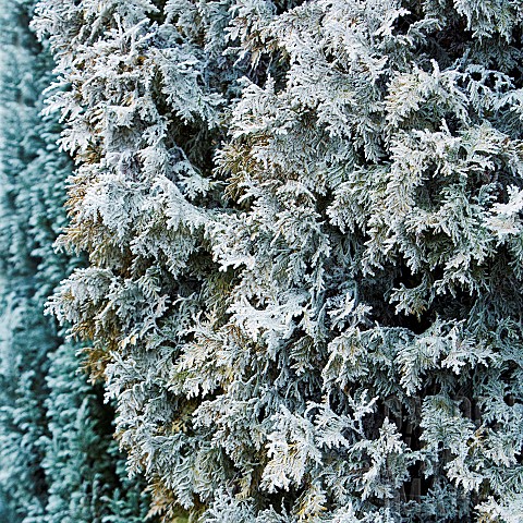Winter_frost_covered_Coniferous_trees