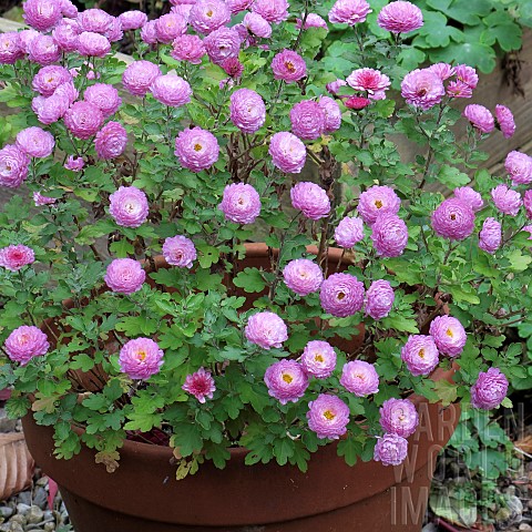 Chrysanthemum_with_light_purple_pink_flowers
