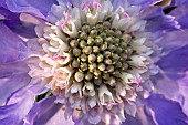 Perennial Scabiosa caucasica Clive Greaves Scabious Pincushion Flower
