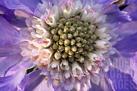 Perennial_Scabiosa_caucasica_Clive_Greaves_Scabious_Pincushion_Flower