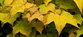 Golden leaves of Acer cappadocicum Aureum Cappadocicum Maple