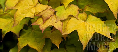 Golden_leaves_of_Acer_cappadocicum_Aureum_Cappadocicum_Maple