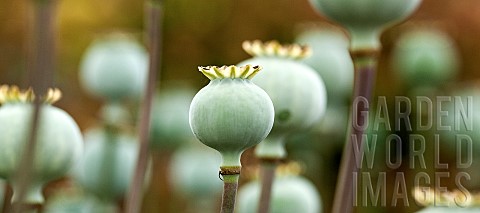 Papaver_somniferum_seed_pods_of_the_opium_poppy