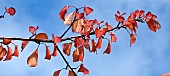 Deciduous Tree Prunus sargentii cherry tree leaves
