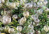 Clematis montana var. Grandiflora multiple seed heads