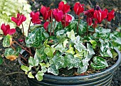 Cyclamen and Hedera mix