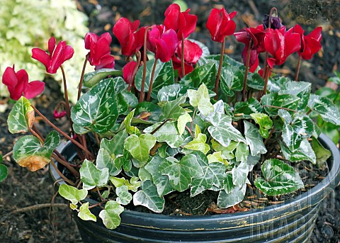 Cyclamen_and_Hedera_mix