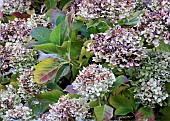 Common Hydrangea macrophylla