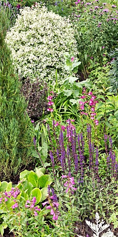Border_of_herbaceous_perennials_colour_themed