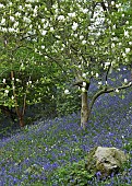 Magnolia tree swathes of bluebells and wild flowers