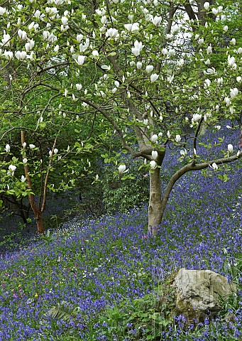 Magnolia_tree_swathes_of_bluebells_and_wild_flowers