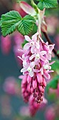 Ribes Flowering currant
