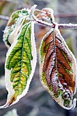 Frosted leaves in winter