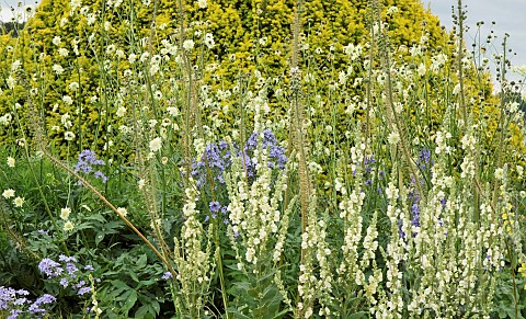 Herbaceous_perennials_colours_of_yellows_and_blue_in_border