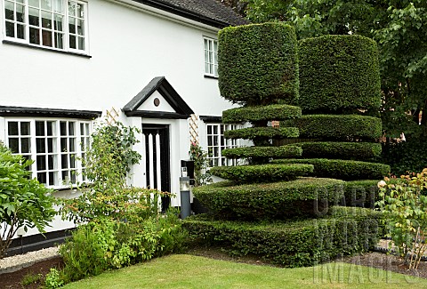 Black_and_Whitte_cottage_with_clipped_Yew_Topiary_in_summer