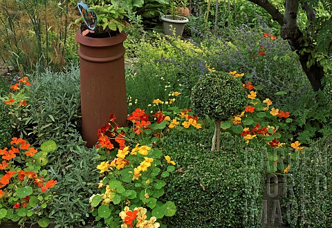 Topiary_box_balls_chimney_pot_and_Nasturtiums