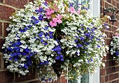 Trailing hanging basket of white and blue Lobelia Pink busy lizzie