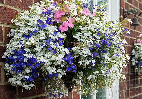 Trailing_hanging_basket_of_white_and_blue_Lobelia_Pink_busy_lizzie