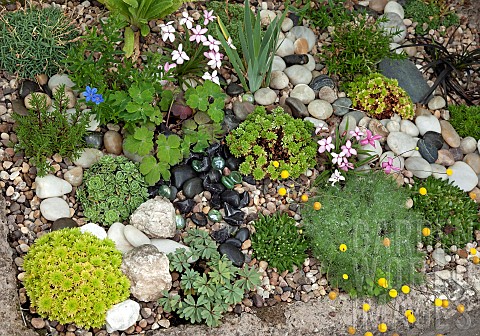 Stone_trough_with_a_wide_variety_of_small_alpines_planted_among_cobbles_and_pebble_stones_and_gravel