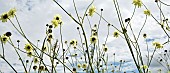 Cephalaria gigantea, Cephalaria tatarica