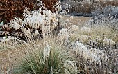 Frosted foliage of perennials and ornamental grasses