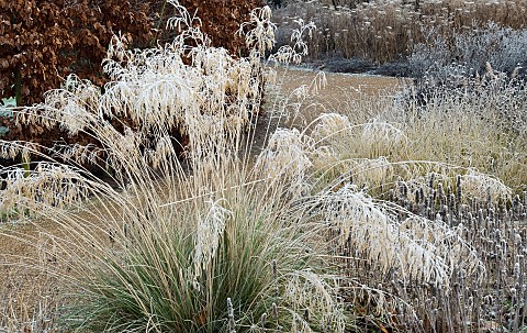 Frosted_foliage_of_perennials_and_ornamental_grasses