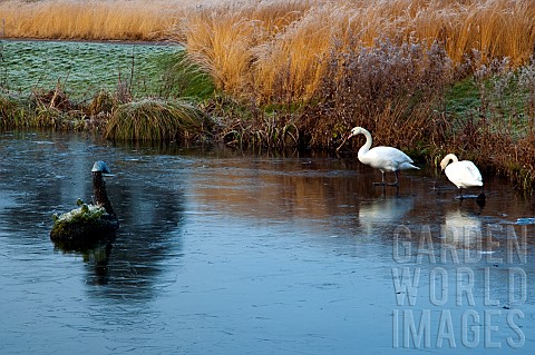 Swans_on_frozen_lake_in_early_winter
