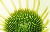 Abstract centre of yellow-green Gerbera