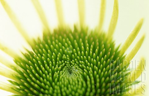Abstract_centre_of_yellowgreen_Gerbera