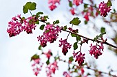 Ribes flowering currant