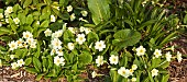 Primula vulgaris Primrose