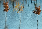 Young trees submerged in flood water