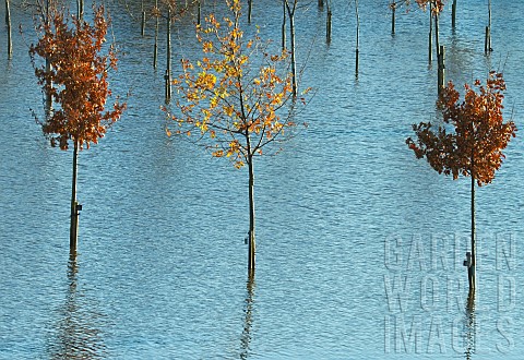 Young_trees_submerged_in_flood_water