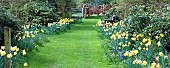 Wide grass path flanked by Daffodils