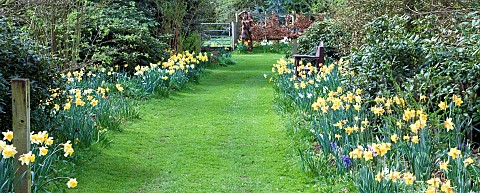 Wide_grass_path_flanked_by_Daffodils