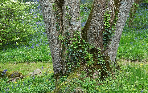 Specimen_tree_with_four_trunks_underplanted_with_wildflowers