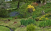 Beautiful Spring woodland garden with specimen trees grass paths cutting through swathes of bluebells