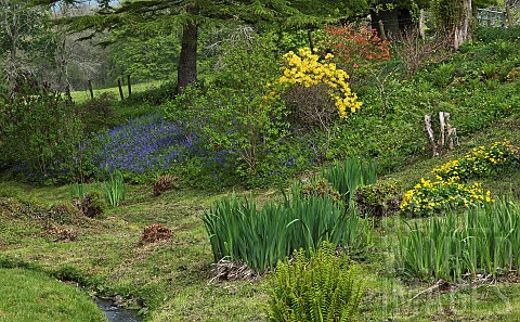 Beautiful_Spring_woodland_garden_with_specimen_trees_grass_paths_cutting_through_swathes_of_bluebell