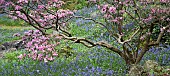 Spring woodland garden Rhododendrons Azaleas shrubs swathes of bluebells