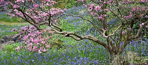 Spring_woodland_garden_Rhododendrons_Azaleas_shrubs_swathes_of_bluebells